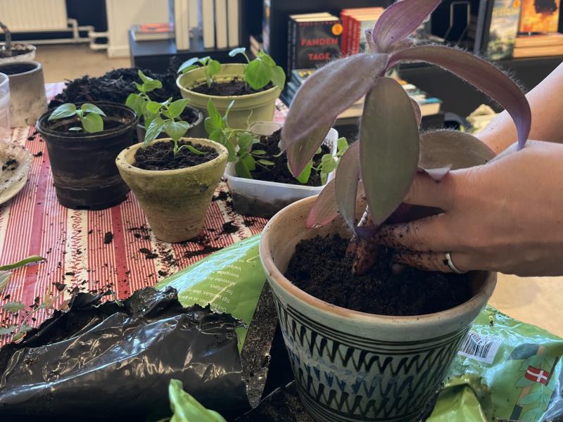 To hænder der putter frisk jord i en potteplante